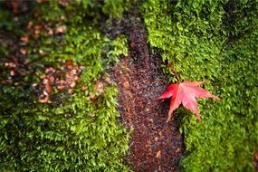 Red maple leaf on the ground