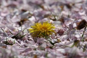 Yellow flower in the ground