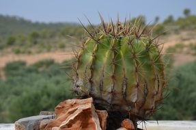 cactus with huge spikes in nature