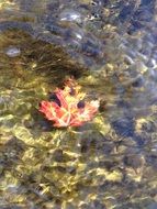 amazing maple leaf