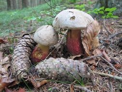 white mushrooms and cones on dry foliage among the plants in the forest
