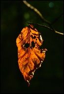 holey autumn leaf on a dark background