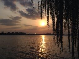 tree silhouette on a background of a lake in China