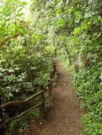 picture of road in a green forest