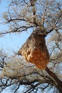 photo of woodpecker's nest in Africa