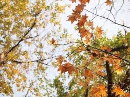 closeup photo of Autumn foliage in Maruyama Park