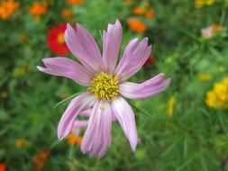 purple flower in the big garden