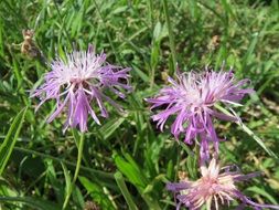 wildflower brown knapweed inflorescence