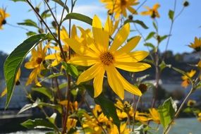 yellow spring flowers on the flowerbed on a sunny day