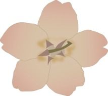 beige flower drawing