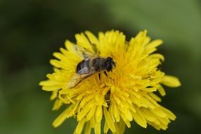 pollination of dandelion flower