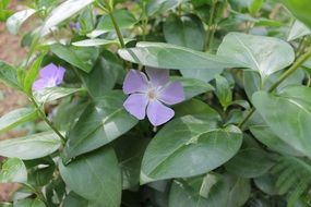 purple flowers under green leaves