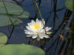 white lily flower in water