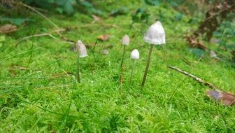 fungus on a thin stalk