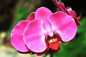 bright pink orchid flower