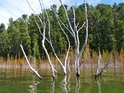 leafless trees in the lake