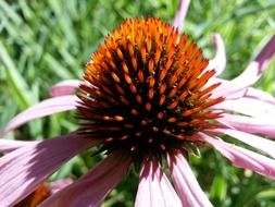 furry heart of purple flower