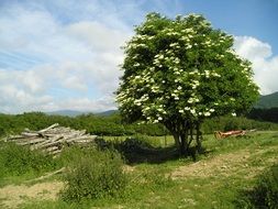 green tree white flowers landscape