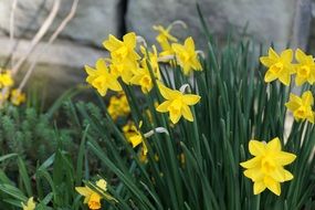 yellow daffodils on flowerbed