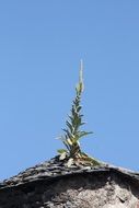 extraordinary beautiful roof plant