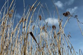 dry reed against a blue sky