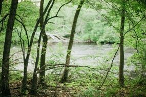 the river behind the trees in the forest