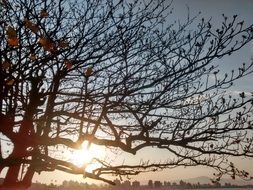 strong samir tree at the sunset time