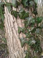 green plant on a tree trunk