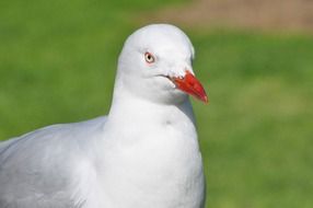 Portrait Picture of seagull bird on a blurred background