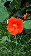 bright orange flower on green grass