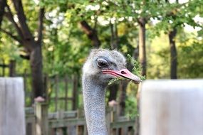 ostrich head behind the fence