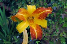 Garden orange and yellow lily flower