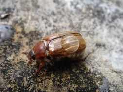 large brown beetle close-up