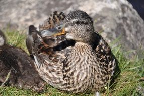 a duck in the nest close-up on blurred background