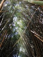 green bamboo grove