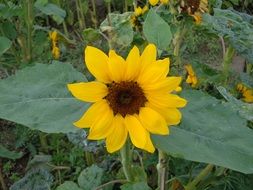sun flower yellow