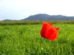 red poppy on the green meadow