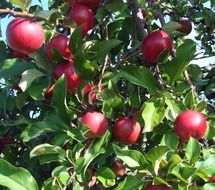 closeup photo of red apples on a tree with green leaves