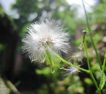 fluffy seed head of weed close up