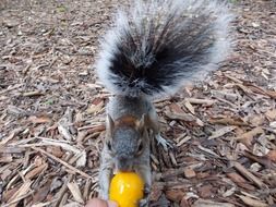 squirrel with food in its paws