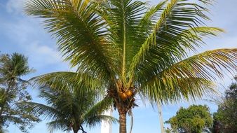 coconut palm in safe harbor