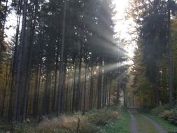 forest sun among the trees