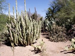 Cactuses in the desert on a sunny day