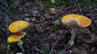 bright yellow mushrooms in the forest