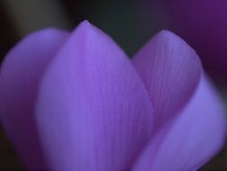 natural purple petals close-up on blurred background