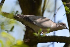 grey dove in wildlife