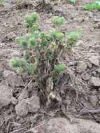 arctium lappa