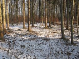 snow on the ground in the forest