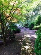 trail among a tree in a park in light and shadow