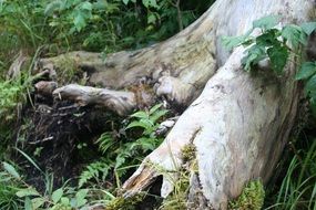 nature tree log